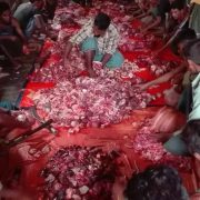 Meat Distribution at Eid-ul-Adha