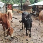 Meat Distribution at Eid-ul-Adha